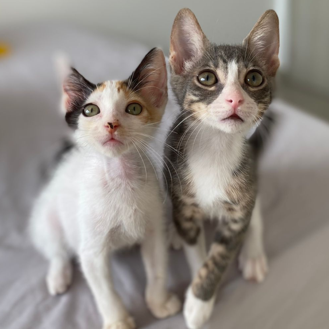 Esterilización Gato